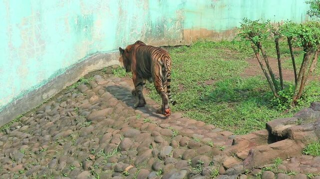 Sumatran tiger in zoo