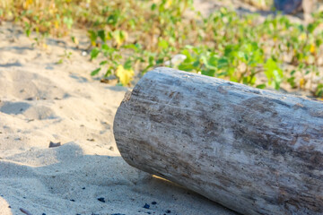 Weathered driftwood log resting naturally on sandy beach with vegetation background