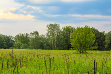 Vibrant green agricultural field with fence posts stretching toward horizon under bright blue sky...