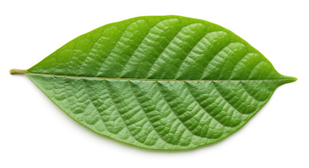 Obraz premium Isolated green leaf close up photo for botanical nature plant biology study aid