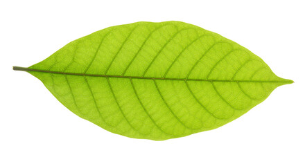 Obraz premium Isolated green leaf photo, plant leaves close up, nature photography, leaf veins
