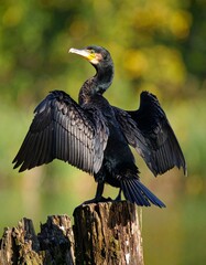 Primer plano de un cormor&aacute;n grande (Phalacrocorax carbo) en una pose caracter&iacute;stica, secando sus alas.