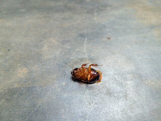 cockroach on the floor. Died cockroach on the ground. 