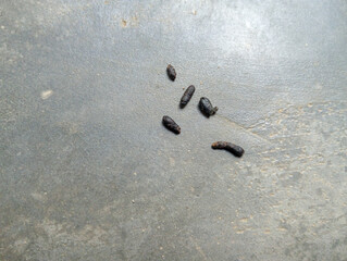 Rat droppings on a concrete surface, small dark pellets commonly found in areas with rodent activity, indicating the presence of pests.
