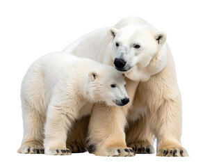 Mother polar bear cuddling her cute cub, PNG, transparent background.