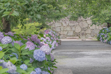 Tranquil Pathway with Hydrangeas in Full Bloom, Maizuru Park