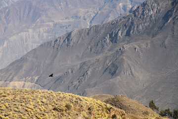 Andean Condor Flying Over Colca Canyon, Peru