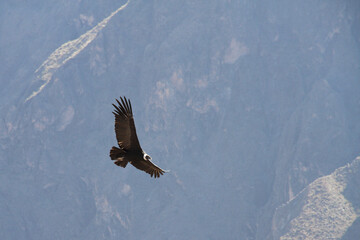 Andean Condor Flying Over Colca Canyon, Peru