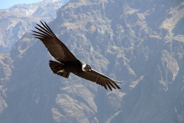 Andean Condor Flying Over Colca Canyon, Peru