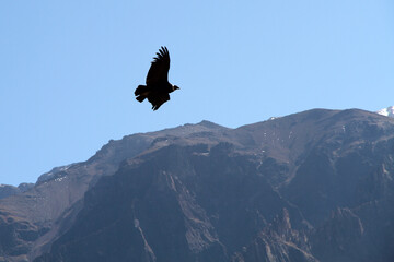 Andean Condor Flying Over Colca Canyon, Peru