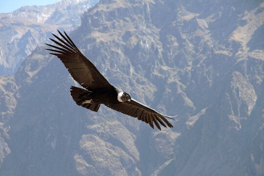 Andean Condor Flying Over Colca Canyon, Peru