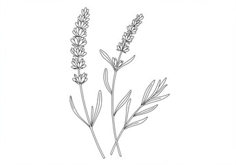Simple line drawing of two lavender sprigs with leaves on a white background