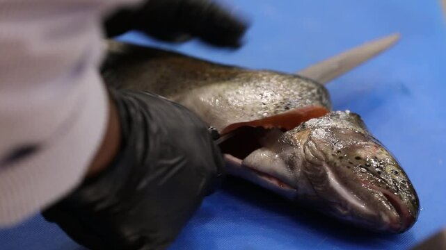 Chef's hands meticulously remove pin bones from fresh fish fillets using tweezers. This precise technique on a blue cutting board ensures high-quality, boneless fish for cooking.