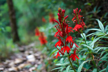 Vibrant cardinal flowers flourish along a lush forest trail, adding a splash of red to the natural landscape during the warm afternoon hours