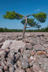 a lone evergreen tree growing within the historic hickory run boulder field