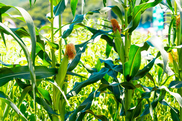 Golden hour sunset over lush green corn field in the tranquil rural countryside