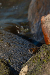 Small bird standing on a moss-covered rock by the edge of the water. The bird is a Dunlin (Calidris alpina), a common shorebird in Estonia. Rocky shore and gently rippling waterin the background