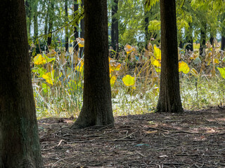 Obraz premium Tranquil Forest Scene Featuring Vibrant Yellow Lilypads and Towering Trees