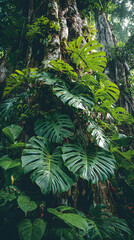 Fototapeta premium Jungle tree trunk with tropical foliage plants, climbing Monstera (Monstera deliciosa) and forest orchid green leaves growing in wild