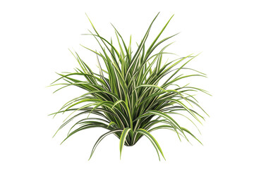 Fototapeta premium Variegated Mondo Grass Bush Isolated on Transparent Background