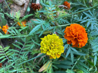 Two marigold flowers in bloom, one bright yellow and the other light orange
