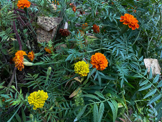 marigold flowers in bloom, bright yellow and light orange colour 