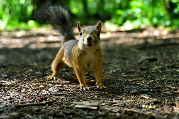A curious wild squirrel in the forest in summer.