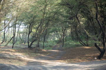 A winding dirt path through a dense casuarina (cemara udang) forest, creating a serene and natural...