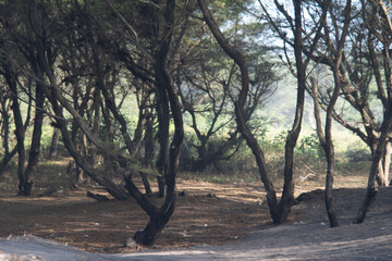 A winding dirt path through a dense casuarina (cemara udang) forest, creating a serene and natural woodland scene with soft light filtering through.