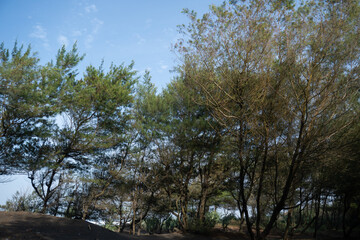 A winding dirt path through a dense casuarina (cemara udang) forest, creating a serene and natural woodland scene with soft light filtering through.