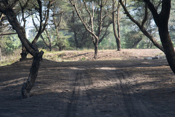 A winding dirt path through a dense casuarina (cemara udang) forest, creating a serene and natural...