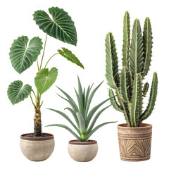 Obraz premium Three potted houseplants including a tall cactus and large leaf plants isolated on transparent background
