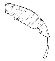 Banana Leaf Sketch Elegant Black and White Line Art