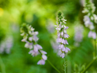 Beautiful close-up of galega officinalis