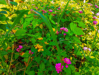 A vibrant tapestry of Lantana flowers in various shades of pink and yellow, intermingled with lush...