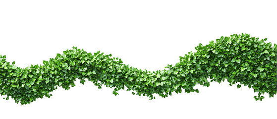 Lush green ivy garland gracefully drapes across a dark backdrop, ideal for nature designs and decorative embellishments with fresh plant elements, transparent background