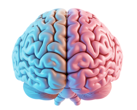 Human Brain with Left and Right Hemispheres