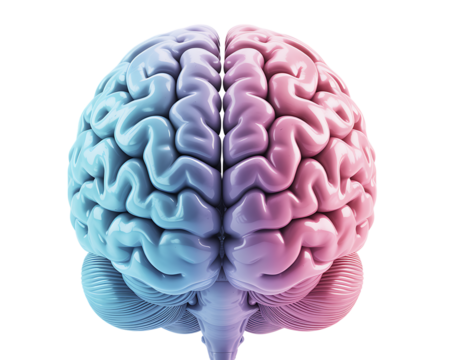 Human Brain with Left and Right Hemispheres