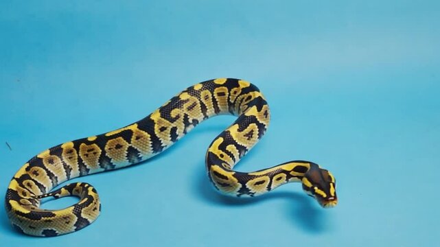 A vibrant ball python gracefully slithering against a blue backdrop, showcasing its unique patterns