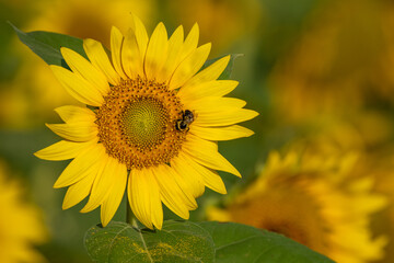 A bee feeding on a sunflower