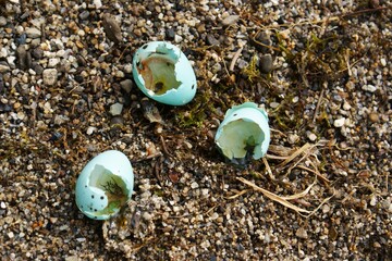 Bird eggshells in beach sand.