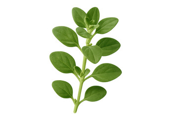 Studio shot of a fresh green marjoram sprig growing on a transparent background, perfect for food and beverage projects
