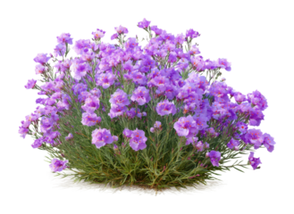 Vibrant purple flowers blooming in nature garden scene. Isolated on transparent background, png.