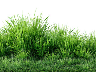 Obraz premium Lush green grass growth in nature environment. Isolated on transparent background, png.
