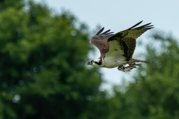 An osprey flying back to its nest with freshly caught fish