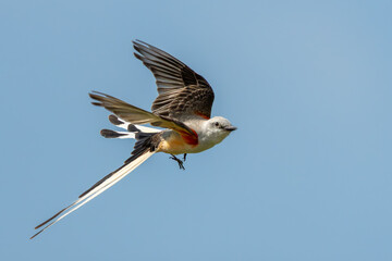 Scissor-tailed flycatcher flying over a meadow
