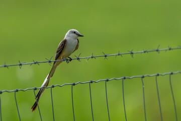 Scissor-tailed flycatcher perched on a fence