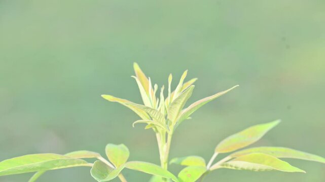 Vitex negundo plant. Its other name Chinese chaste tree,&nbsp;five-leaved chaste tree,&nbsp;horseshoe vitex, nisinda and Nirgundi. It is a large&nbsp;aromatic&nbsp;shrub. It is an Ayurvedic medicine.