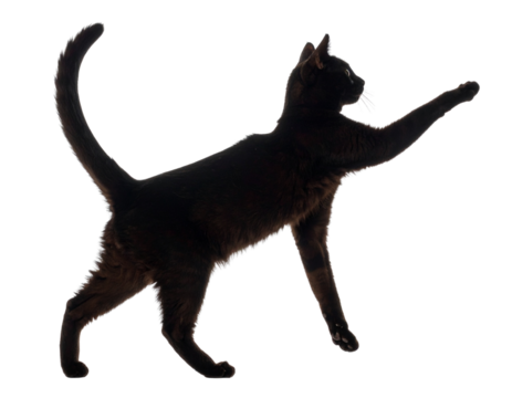 Stretching Cat Mid-Motion, Side View with Arched Back, Transparent PNG