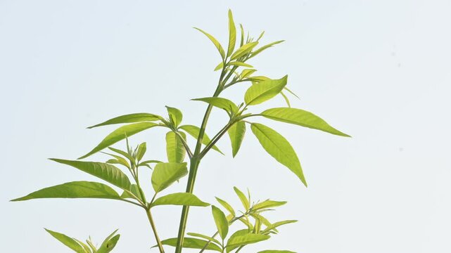 Vitex negundo plant. Its other name Chinese chaste tree,&nbsp;five-leaved chaste tree,&nbsp;horseshoe vitex, nisinda and Nirgundi. It is a large&nbsp;aromatic&nbsp;shrub. It is an Ayurvedic medicine.